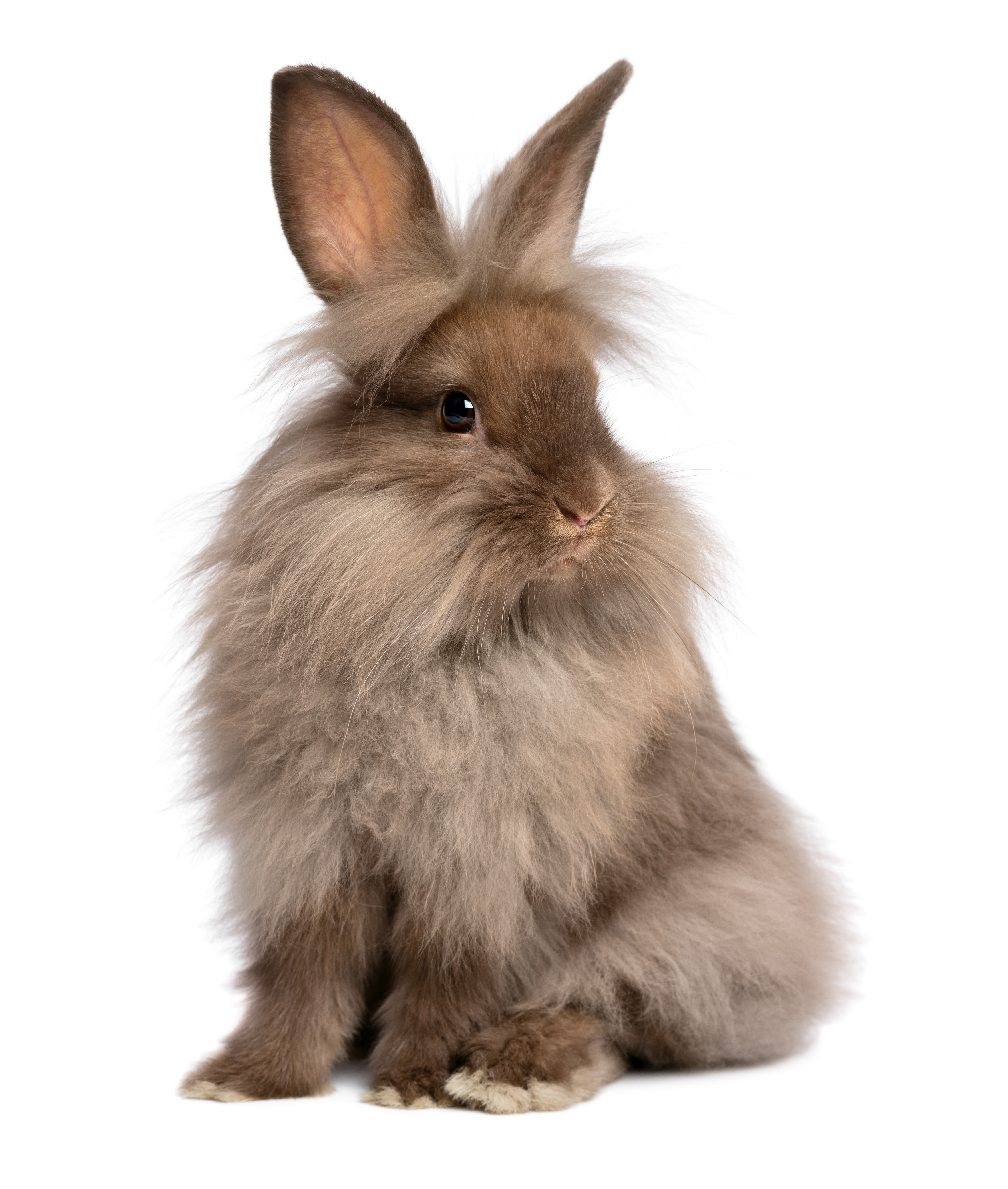 WHO’S WHO OF ISRBA – Iowa State Rabbit Breeders Association