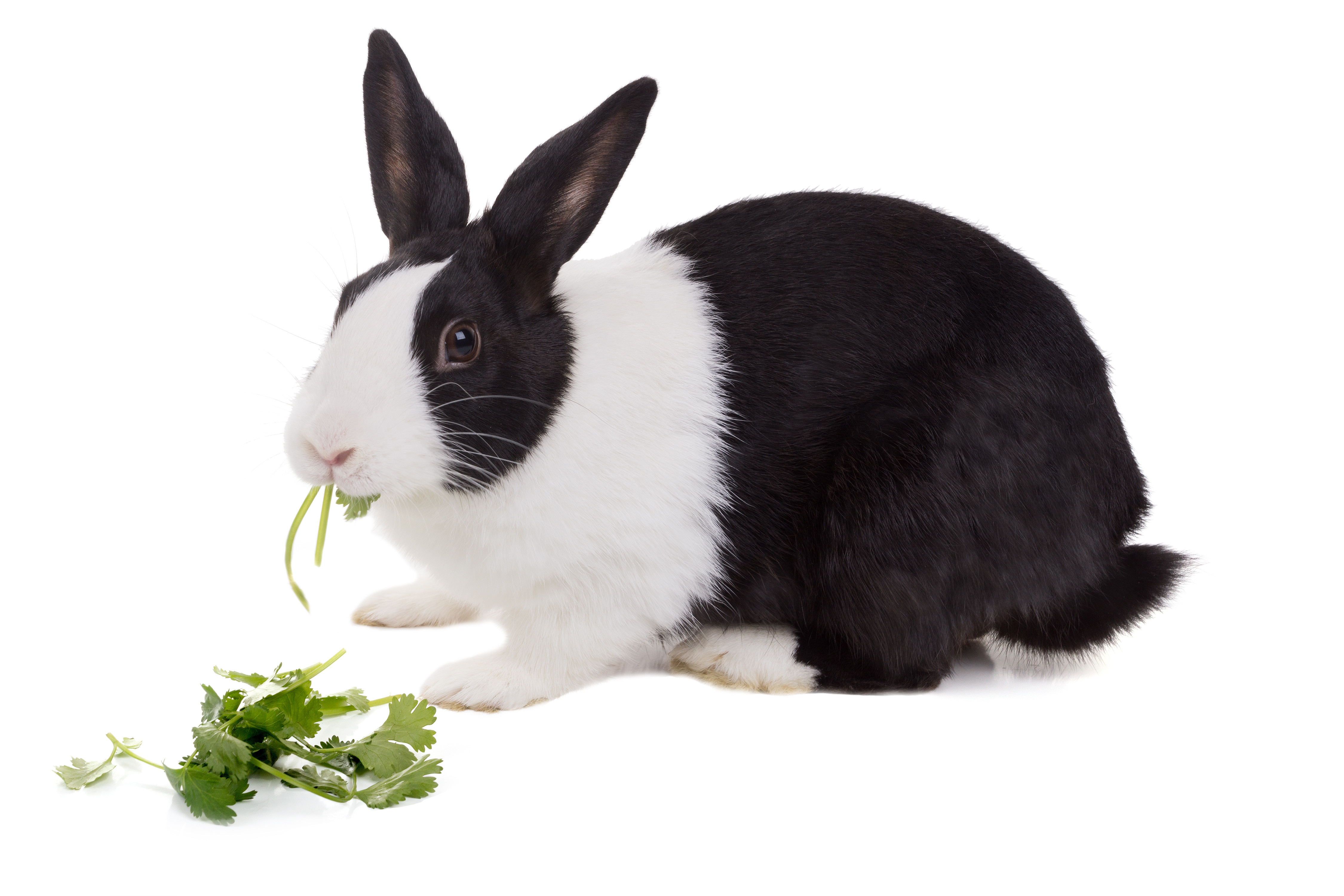 SHOWS & WORKSHOPS – Iowa State Rabbit Breeders Association