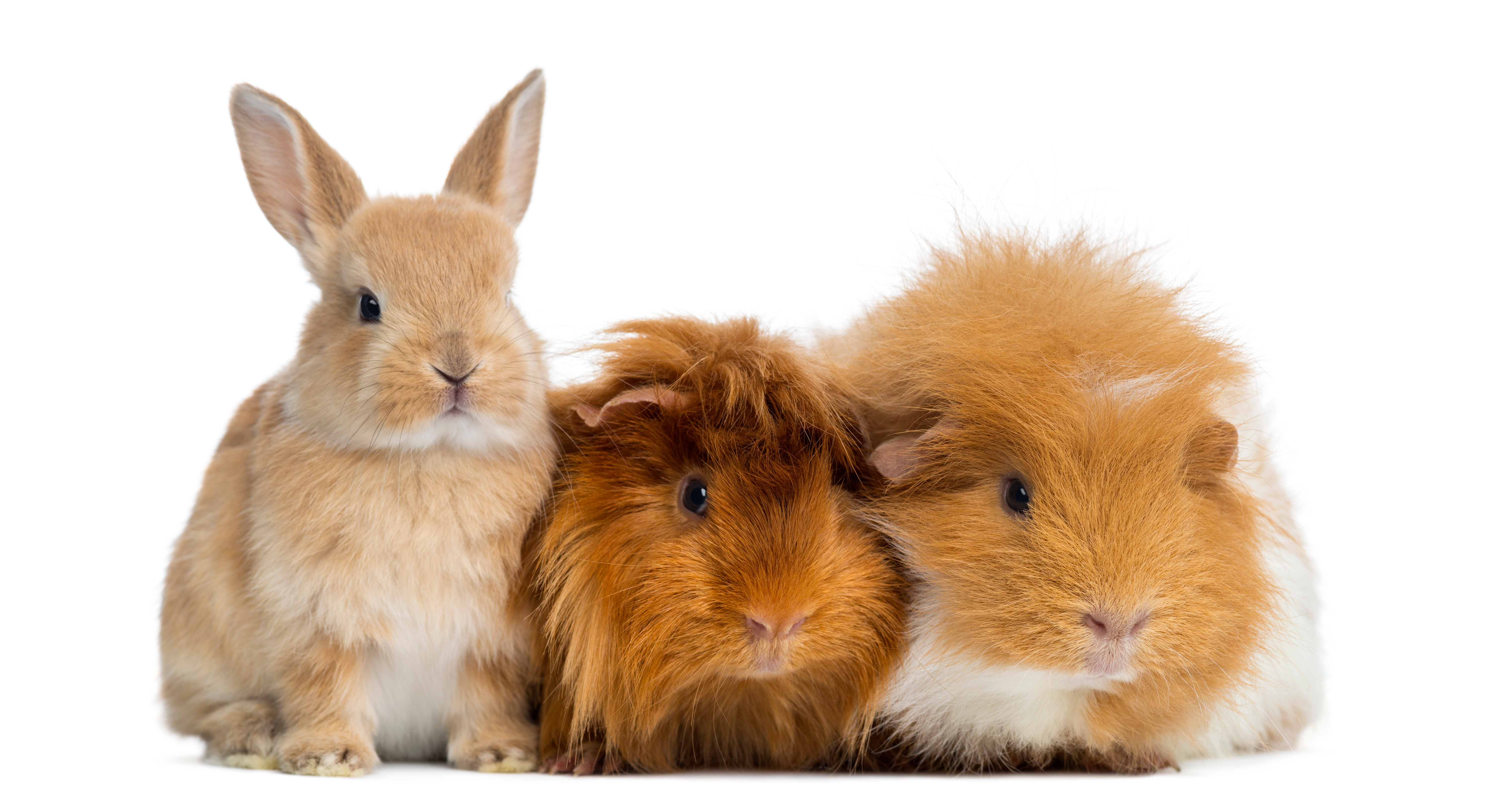 YOUTH BREEDERS – Iowa State Rabbit Breeders Association